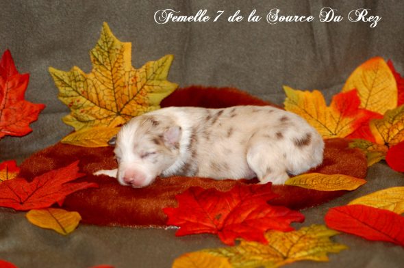 Image de la portée de chiot de l'élévage DE LA SOURCE DU REZ
