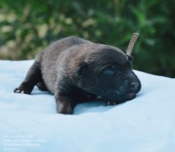 Chiots de race Berger belge à vendre chez l'éleveur MADY N ALPHYSIA