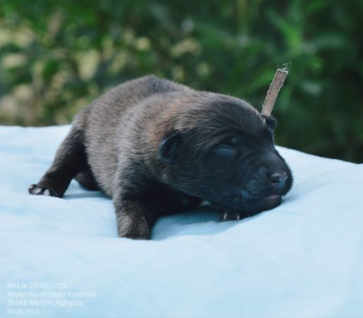 Image de la portée de chiot de l'élévage MADY N ALPHYSIA