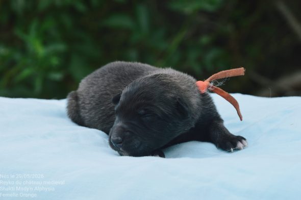 Image de la portée de chiot de l'élévage MADY N ALPHYSIA