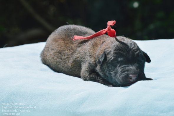 Image de la portée de chiot de l'élévage MADY N ALPHYSIA