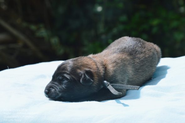 Image de la portée de chiot de l'élévage MADY N ALPHYSIA