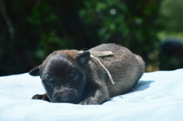 Image de la portée de chiot de l'élévage MADY N ALPHYSIA