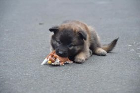 Chiots de race Berger belge à vendre chez l'éleveur MADY N ALPHYSIA