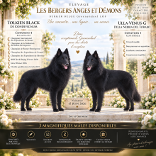 Chiots de race Berger belge Groenendael à vendre chez l'éleveur BERGERS ANGES ET DEMONS