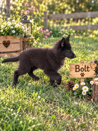 Image de la portée de chiot de l'élévage BERGERS ANGES ET DEMONS
