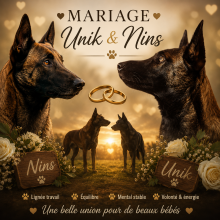Chiots de race Berger belge malinois à vendre chez l'éleveur DE LA GARDE DES ALBERES