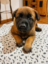 Chiots de race Berger belge malinois à vendre chez l'éleveur DE LA GARDE DES ALBERES