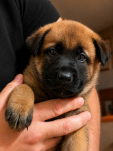 Chiots de race Berger belge malinois à vendre chez l'éleveur DE LA GARDE DES ALBERES
