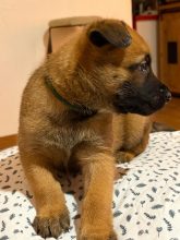 Chiots de race Berger belge malinois à vendre chez l'éleveur DE LA GARDE DES ALBERES