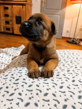 Chiots de race Berger belge malinois à vendre chez l'éleveur DE LA GARDE DES ALBERES