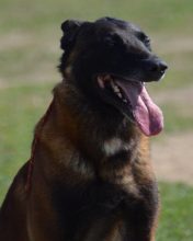 Chiots de race Berger belge malinois à vendre chez l'éleveur DOMAINE ST MATHILDE