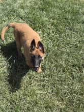 Chiots de race Berger belge malinois à vendre chez l'éleveur DU PALAIS DES PAPES
