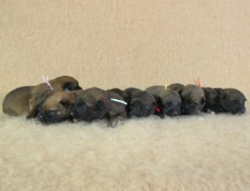 Chiots de race Berger belge malinois à vendre chez l'éleveur CHARTOGNE CEDRIC