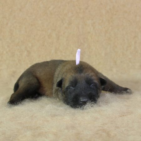 Image de la portée de chiot de l'élévage CHARTOGNE CEDRIC