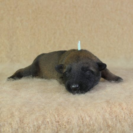 Image de la portée de chiot de l'élévage CHARTOGNE CEDRIC