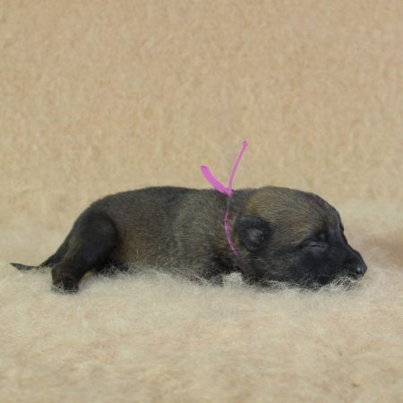 Image de la portée de chiot de l'élévage CHARTOGNE CEDRIC