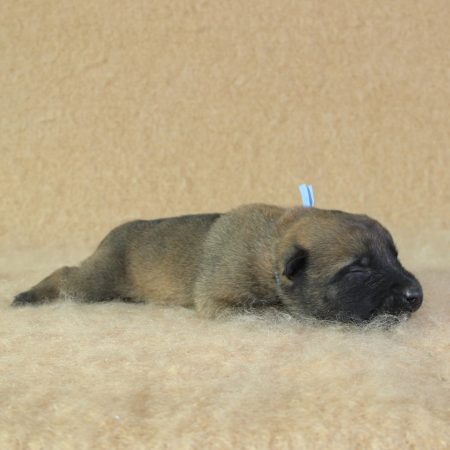 Image de la portée de chiot de l'élévage CHARTOGNE CEDRIC