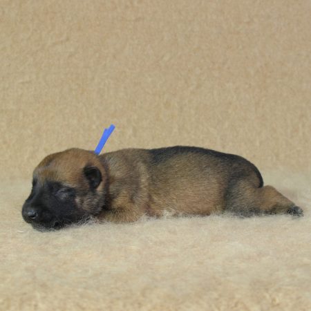 Image de la portée de chiot de l'élévage CHARTOGNE CEDRIC
