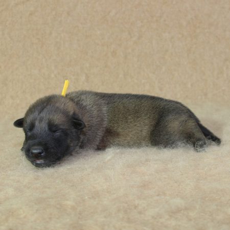Image de la portée de chiot de l'élévage CHARTOGNE CEDRIC