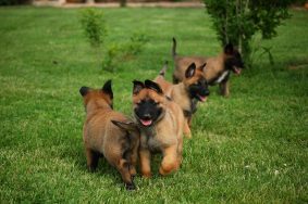 Chiots de race Berger belge malinois à vendre chez l'éleveur LA FORGE AUX SEPT FLAMMES