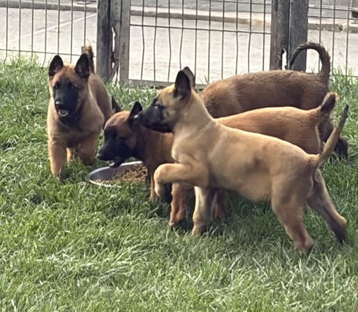 Image de la portée de chiot de l'élévage DU PALAIS DES PAPES