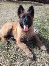 Chiots de race Berger belge tervueren à vendre chez l'éleveur DU PALAIS DES PAPES
