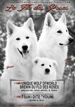 Chiots de race Berger blanc suisse à vendre chez l'éleveur EL DU FLO DES ROSES