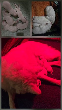 Image de la portée de chiot de l'élévage EL DU FLO DES ROSES