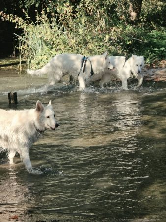 Image de la portée de chiot de l'élévage EL DU FLO DES ROSES