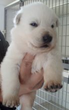 Chiots de race Berger blanc suisse à vendre chez l'éleveur DU PALAIS DES PAPES