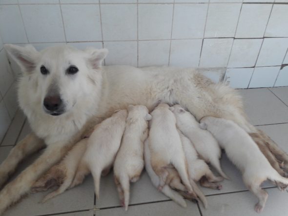 Image de la portée de chiot de l'élévage DU PALAIS DES PAPES