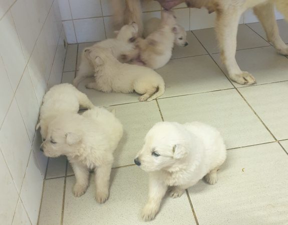 Image de la portée de chiot de l'élévage DU PALAIS DES PAPES