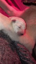 Chiots de race Berger blanc suisse à vendre chez l'éleveur DOMAINE DES FLOCONS BLANCS