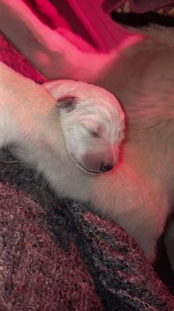 Image de la portée de chiot de l'élévage DOMAINE DES FLOCONS BLANCS