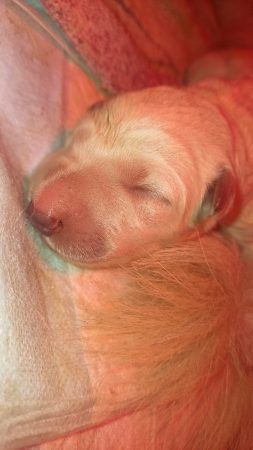 Image de la portée de chiot de l'élévage DOMAINE DES FLOCONS BLANCS