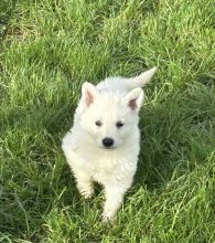 Chiots de race Berger blanc suisse à vendre chez l'éleveur DU PALAIS DES PAPES
