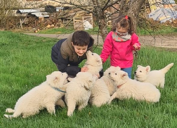 Image de la portée de chiot de l'élévage EL DU FLO DES ROSES