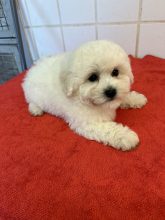 Chiots de race Bichon frisé à vendre chez l'éleveur DU PALAIS DES PAPES
