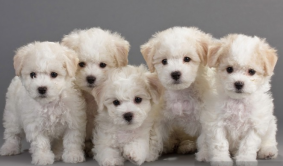 Chiots de race Bichon frisé à vendre chez l'éleveur MADY N ALPHYSIA
