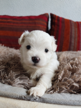 Chiots d'apparence Bichon maltais à vendre chez l'éleveur D&rsquo;EMGUERAN