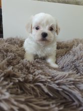 Chiots d'apparence Bichon maltais à vendre chez l'éleveur D’EMGUERAN