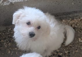 Chiots d'apparence Bichon maltais à vendre chez l'éleveur BLANCHARD ISABELLE