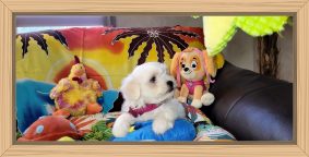 Chiots d'apparence Bichon maltais à vendre chez l'éleveur IDOUX PATRICK