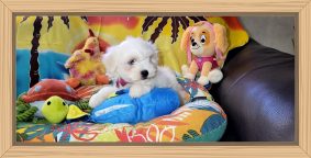 Chiots d'apparence Bichon maltais à vendre chez l'éleveur IDOUX PATRICK