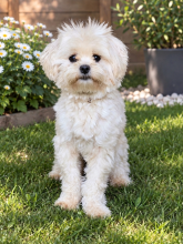 Chiots d'apparence Bichon maltais à vendre chez l'éleveur D&rsquo;EMGUERAN