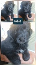 Chiots d'apparence Border collie à vendre chez l'éleveur MORIN JEAN LUC