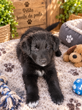 Chiots d'apparence Border collie à vendre chez l'éleveur MORIN JEAN LUC