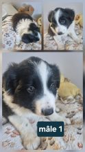 Chiots d'apparence Border collie à vendre chez l'éleveur MORIN JEAN LUC