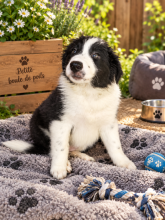 Chiots d'apparence Border collie à vendre chez l'éleveur MORIN JEAN LUC